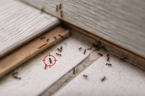 Best Pest Inspection Near Me  in Emmitsburg, MD