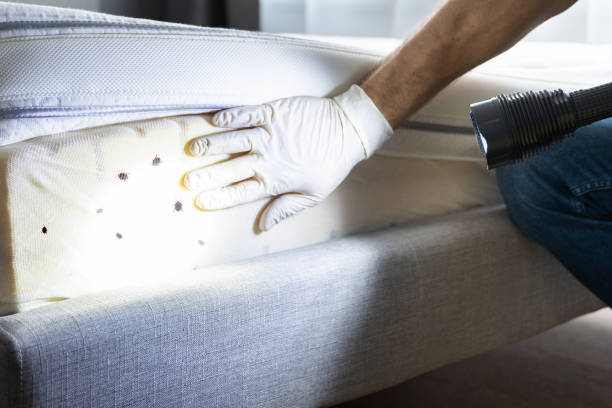 Best Local Pest Control Services  in Emmitsburg, MD