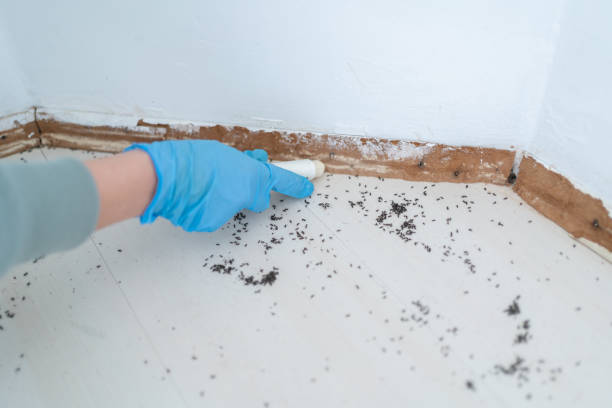 Professional Pest Control in Emmitsburg, MD